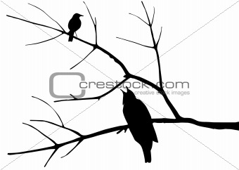 silhouette of the birds on tree