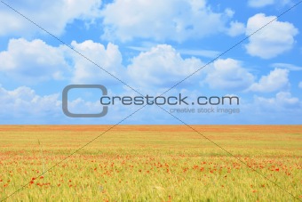 field of poppies and perfect blue sky 