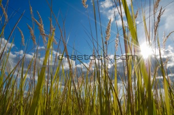 Meadow grass