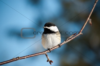 Black-Capped Chickadee Sitting on a Branch