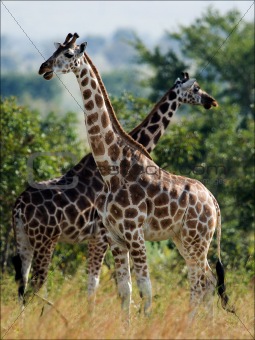 Two giraffes.