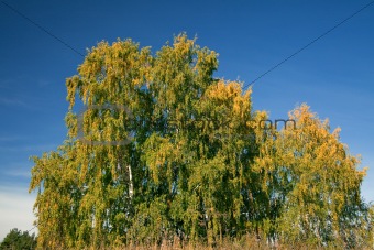 Birch with yellowed leaves