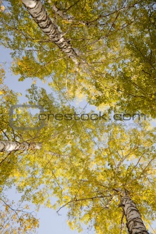 Tops of autumn birch 
