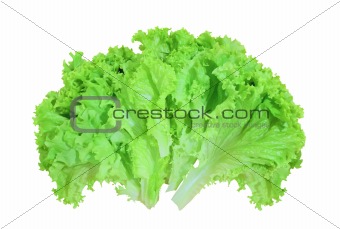 fresh lettuce isolated on white background 