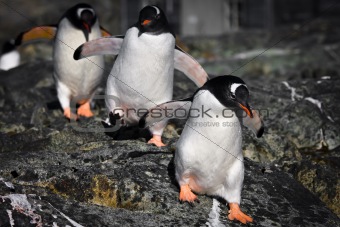 Three penguins 