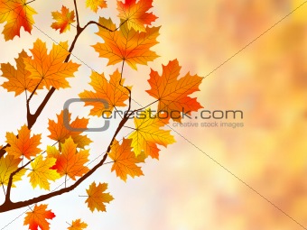 Beautiful background with maple leaves.