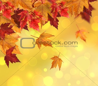 Branch of maple leaves isolated on white