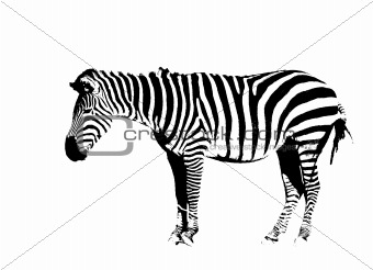 zebra on white