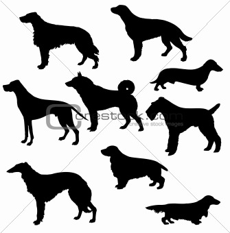 silhouettes of the sorts hunt dogs on white background