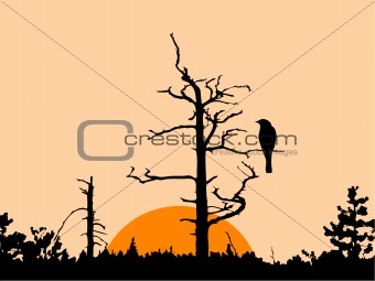 vector silhouette of the bird on dry tree
