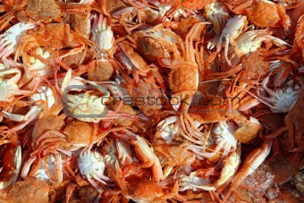 Mediterranean red crab pattern seafood texture