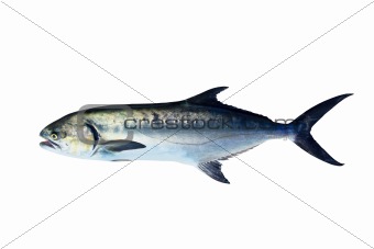 Garrick Lichia Amia fish isolated on white