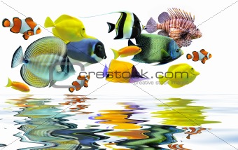 group of fishes