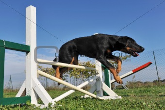 puppy beauceron in agility