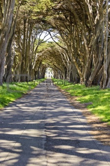 Monterey cypress tree tunnel