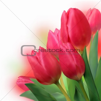 Bouquet of beautiful red tulips.