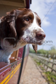 Dog on the train