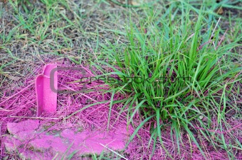 pink grass