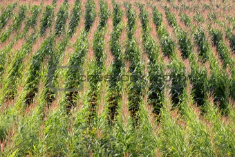 Corn Field Rows
