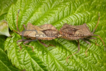 Two bugs copulating on leaf