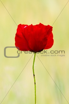 Red Poppy 