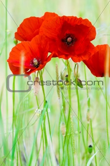 Red Poppy 