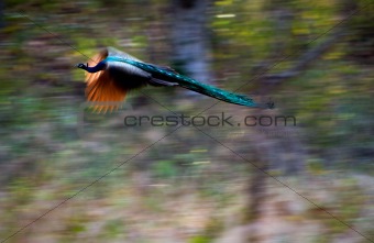 Flying peacock.