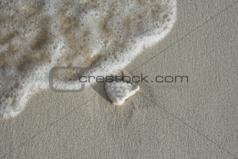 Coral on sand beach