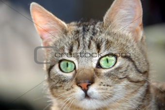 Young mixed-bread cat portrait