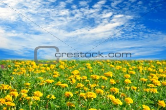 Field of beautiful yellow flowers and perfect blue sky in sunny 