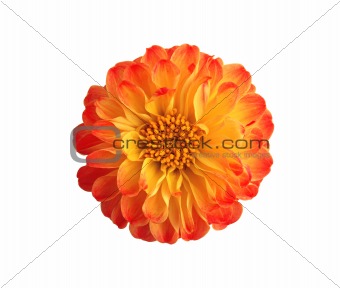 marigold flowers isolated on white background