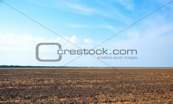 agricultural field and perfect blue sky