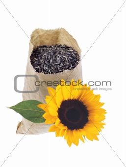 Bag with seeds and sunflower isolated on white