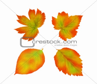 Set of colorful autumn leaves isolated on white