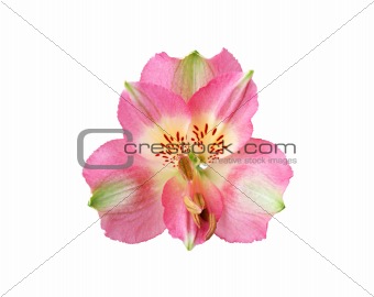 Perfect pink orchid isolated on white