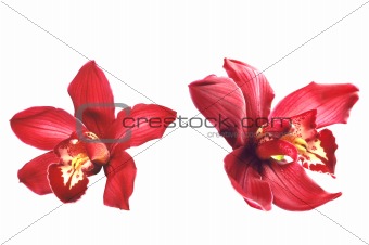 Perfect red orchid isolated on white background