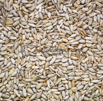 Sunflowers seeds as background
