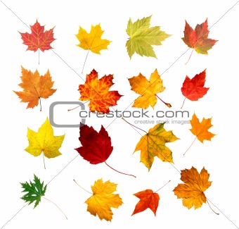 collection beautiful colorful autumn leaves isolated on white ba