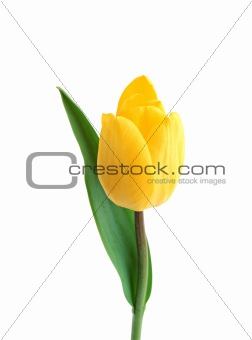 beautiful yellow tulip isolated on white background