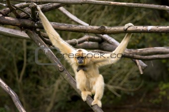 White Cheeked Gibbon