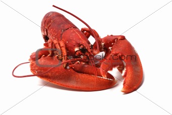 Breton lobster.
