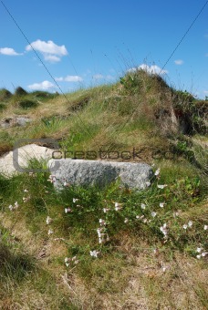 Dune with flowers and marram grass