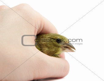 Greenfinch in arm