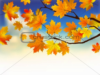 Fall leaves in front of blue sky with clouds.