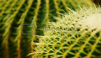 cactus , echinocactus grusonii, golden barrel cactus 