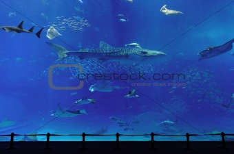 aquarium with whale shark in Okinawa