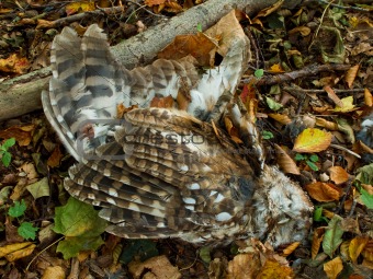 Dead Tawny Owl