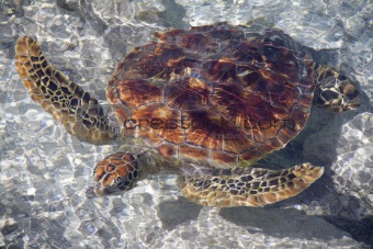 A Beautiful Sea Turtle Swimming in the Shallows