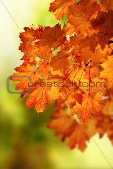 Abstract autumn maple branch