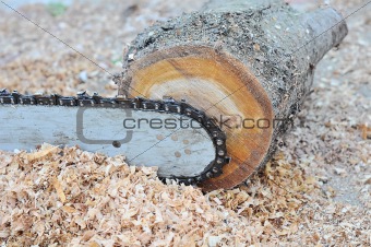The chainsaw blade cutting the log of wood 